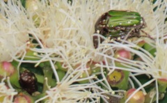 Leucocelis aeneicollis