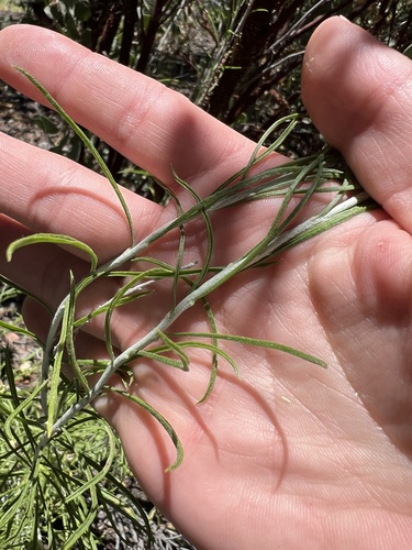 iNaturalist observation photo of bernardina rabbitbrush