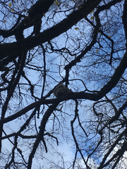 Sciurus carolinensis