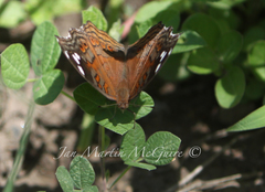 Junonia natalica