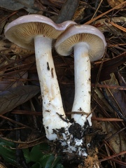 Cortinarius salor