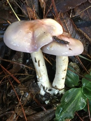 Cortinarius salor