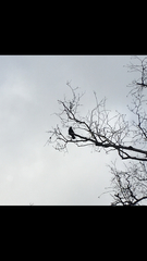 Corvus brachyrhynchos