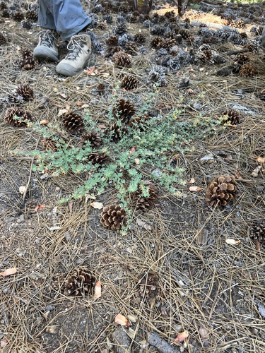 iNaturalist observation photo of Heermann's lotus