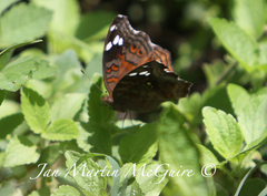 Junonia natalica