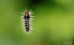 Halysidota ruscheweyhi