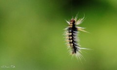 Halysidota ruscheweyhi