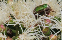 Leucocelis aeneicollis