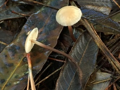 Mycetinis copelandii