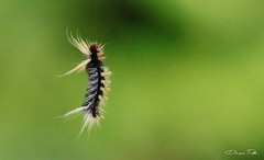 Halysidota ruscheweyhi