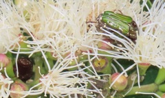 Leucocelis aeneicollis