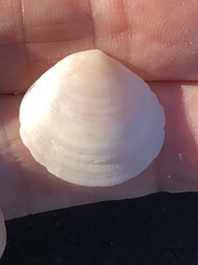 Semele proficua
