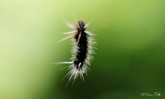 Halysidota ruscheweyhi