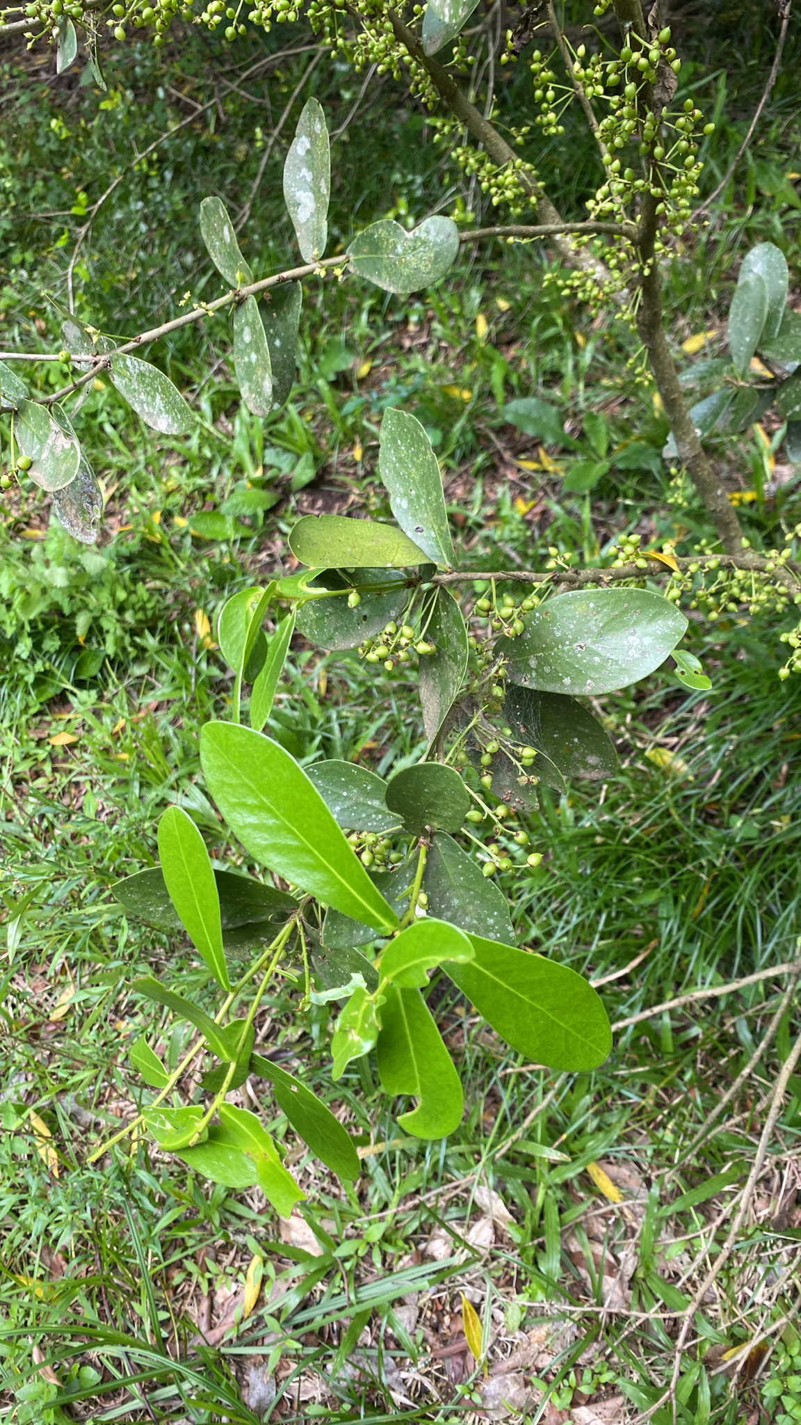 Daphnopsis racemosa