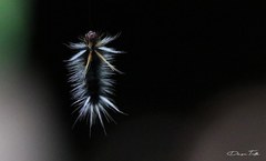 Halysidota ruscheweyhi