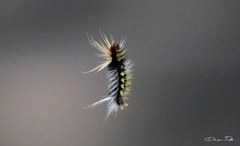 Halysidota ruscheweyhi