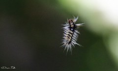 Halysidota ruscheweyhi