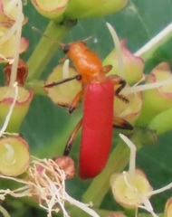 Aphelochroa sanguinalis