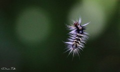 Halysidota ruscheweyhi