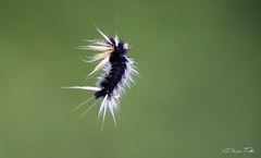 Halysidota ruscheweyhi