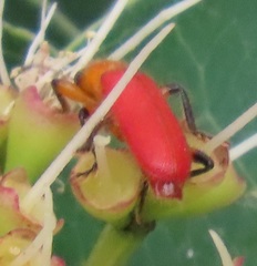 Aphelochroa sanguinalis
