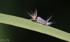 Halysidota ruscheweyhi