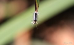 Halysidota ruscheweyhi