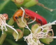 Aphelochroa sanguinalis
