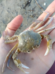Liocarcinus