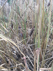 Typha latifolia
