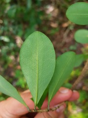 Erythroxylum havanense
