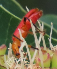 Aphelochroa sanguinalis