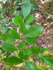 Erythroxylum havanense