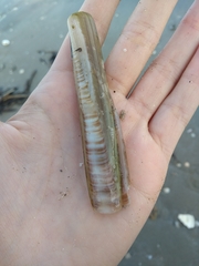 Ensis minor