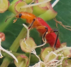 Aphelochroa sanguinalis