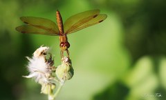 Perithemis icteroptera