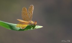 Perithemis icteroptera