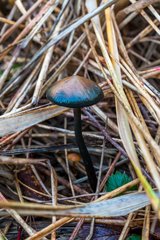 Psilocybe azurescens