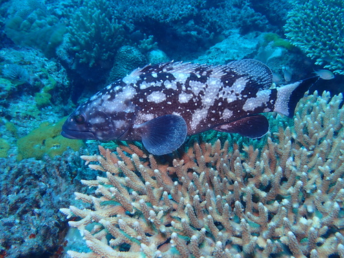 Epinephelus coeruleopunctatus