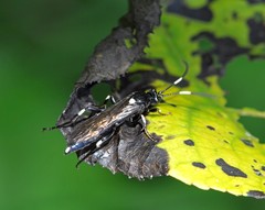 Ichneumon deliratorius