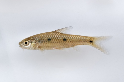 Drievlek-barbeel (Enteromius trimaculatus) — Cyprinidae