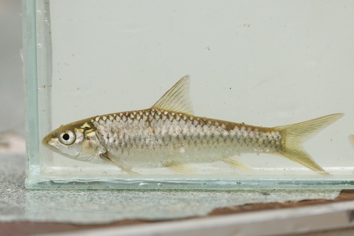 Largescale yellowfish (Labeobarbus marequensis) — Cyprinidae — 3