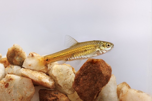 Bowstripe barb (Enteromius viviparus) — Cyprinidae