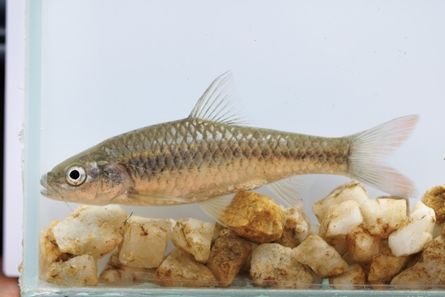 Orangefin barb (Enteromius eutaenia) — Cyprinidae — 3