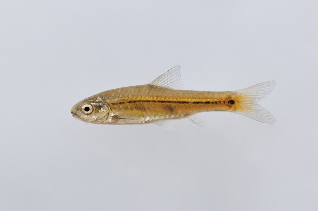 Bowstripe barb (Enteromius viviparus) — Cyprinidae
