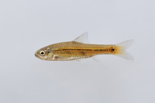 Boogstreep-barbeel (Enteromius viviparus) — Cyprinidae