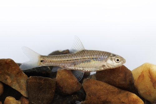 Bowstripe barb (Enteromius viviparus) — Cyprinidae — 5
