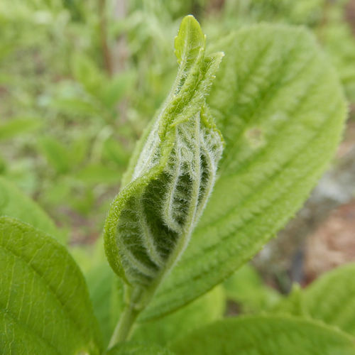 Hydrangea Leaftier Moth photo 2