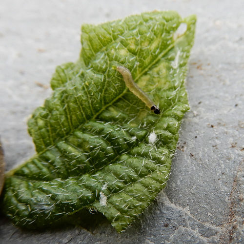 Hydrangea Leaftier
