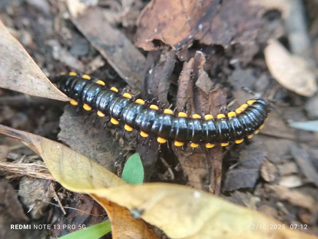 Anoplodesmus splendidus